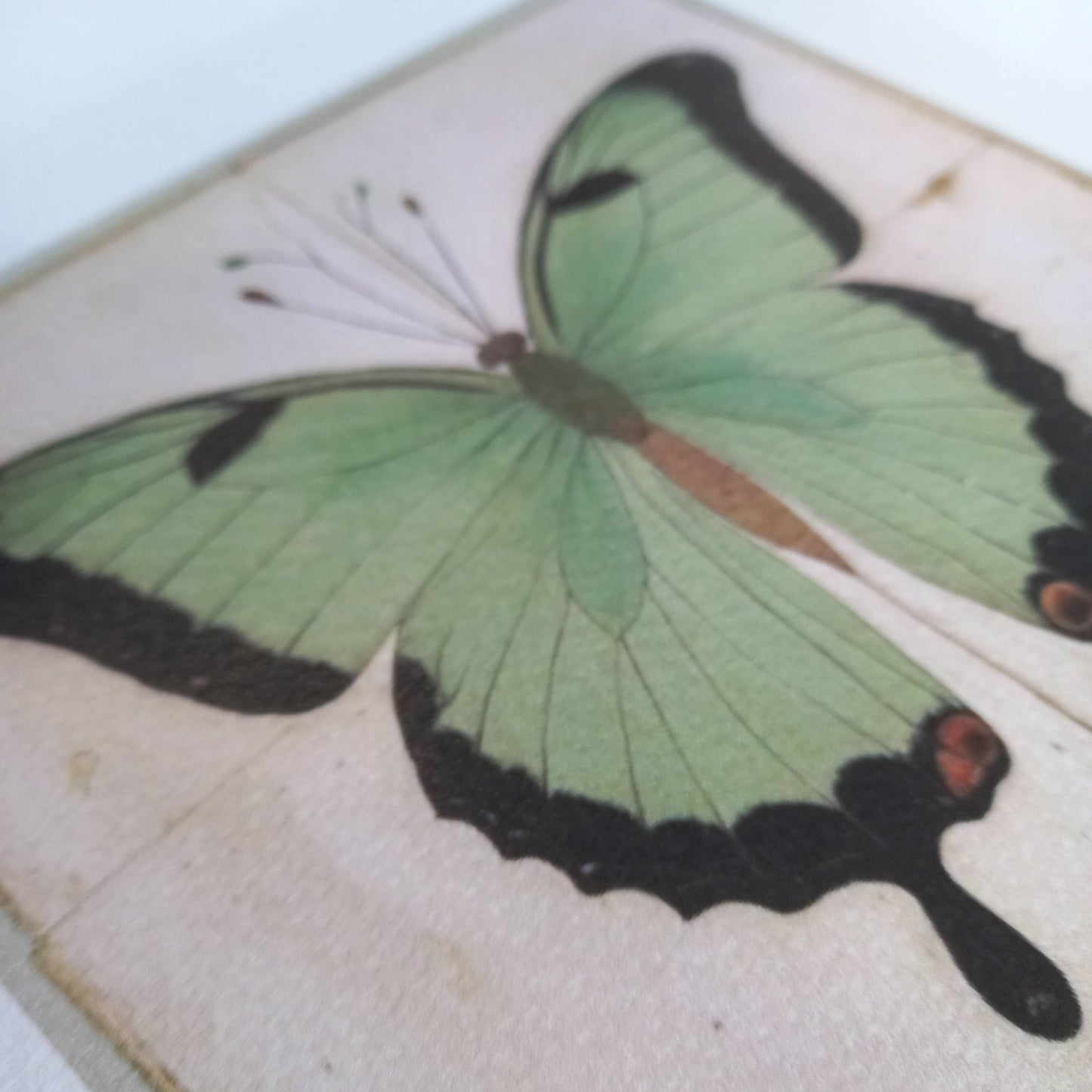 The Green Butterfly - Framed Art