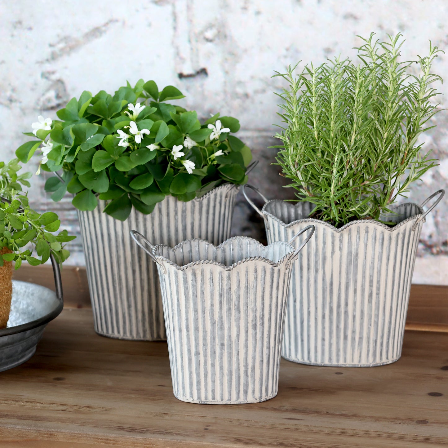 Scalloped Zinc Planter – 3 Sizes