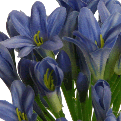 Deep Blue Agapanthus - 75 cm