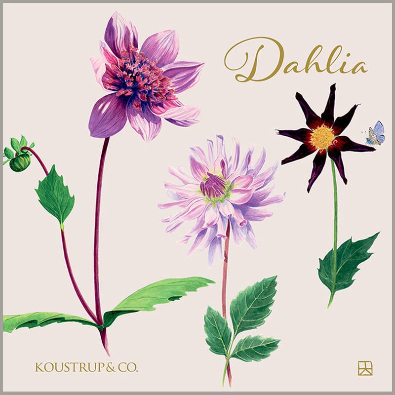 Dahlia Square Card-Folder With 8 Cards and Envelopes