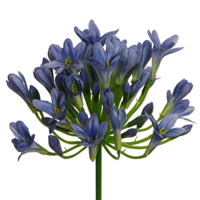 Deep Blue Agapanthus - 75 cm