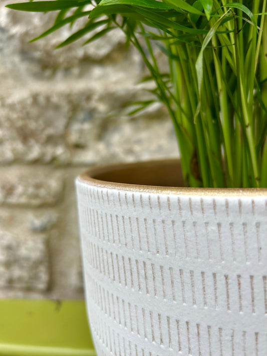 Ceramic 'Beau' Planter (M/L)