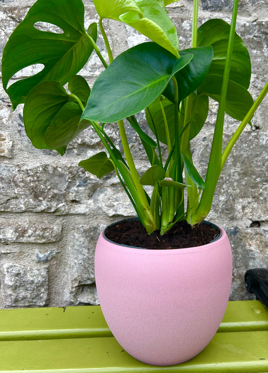 Ceramic Pink Planter