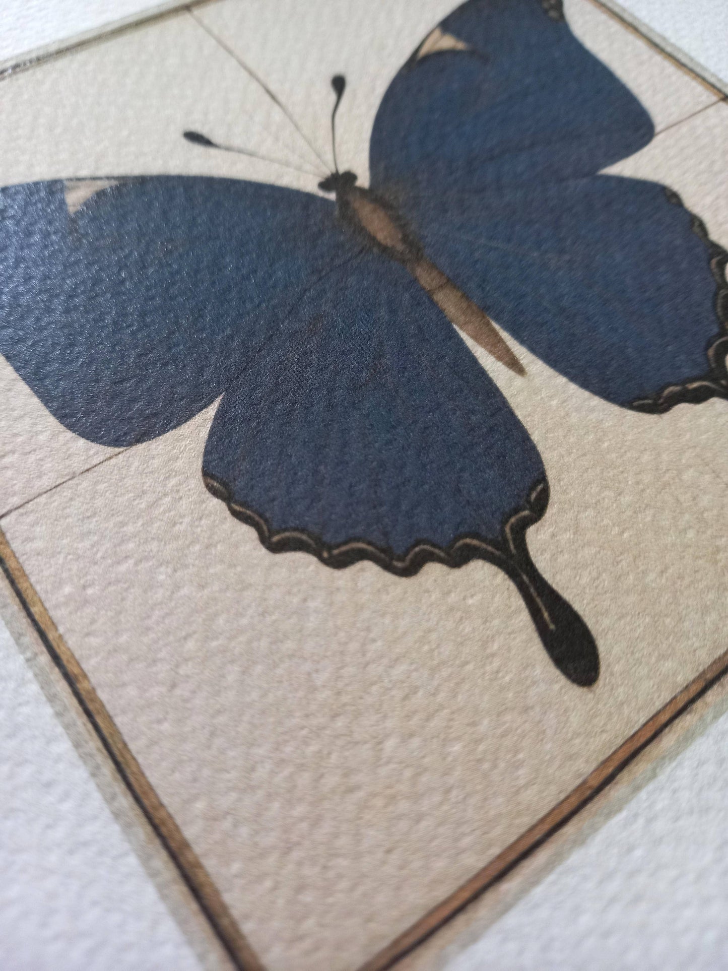 The Blue Butterfly - Framed Art